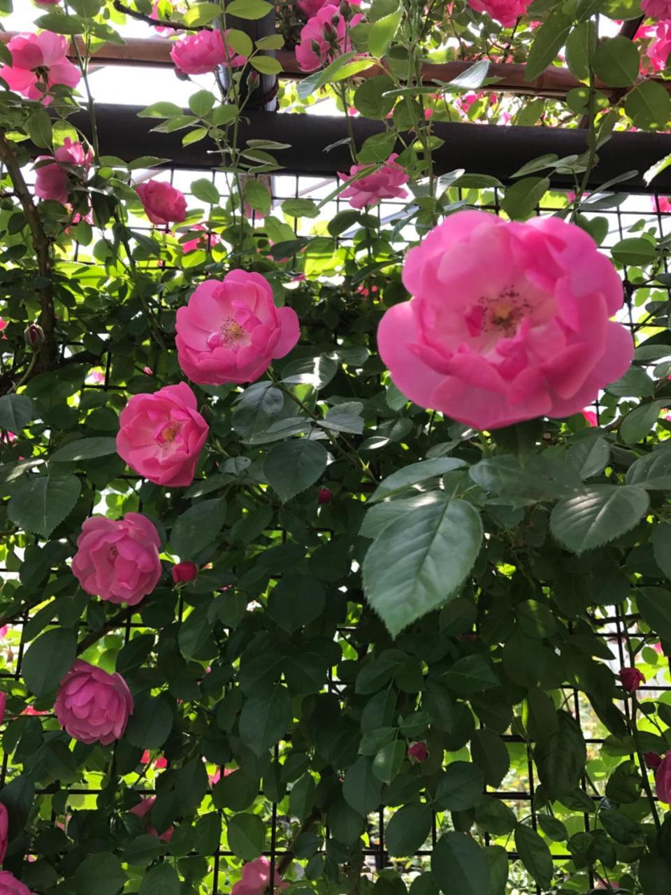 Ritz Garden Niji 鄉村民宿 *